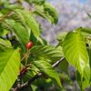 早咲き桜の今