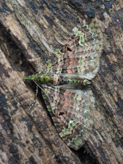 ソトシロオビナミシャク