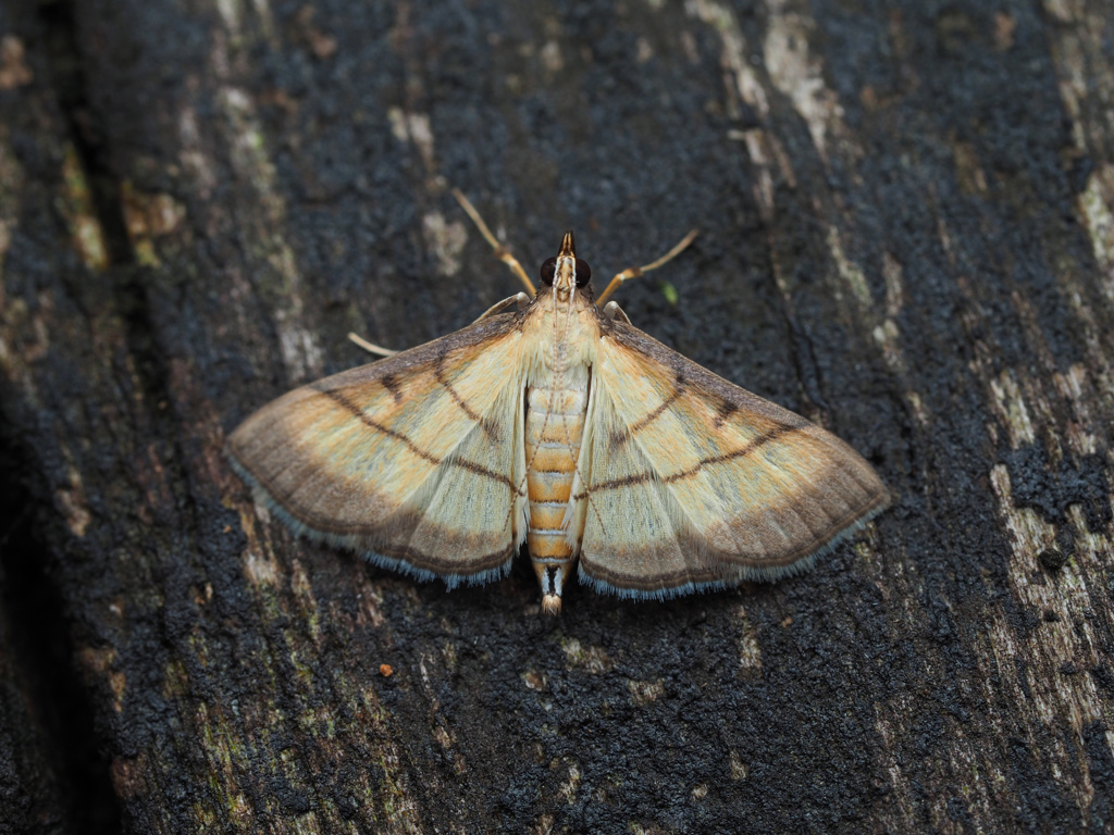 コブノメイガ ♀