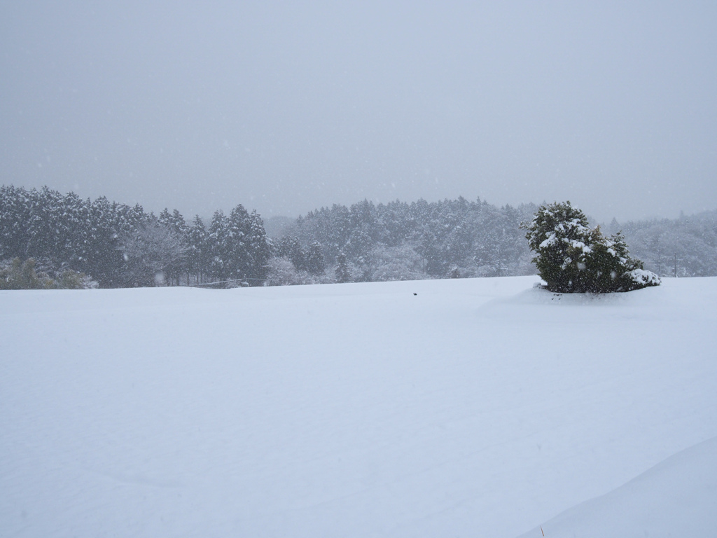 雪一面の田んぼ