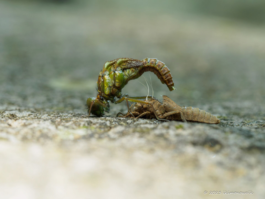 ヒメサナエ ♀羽化