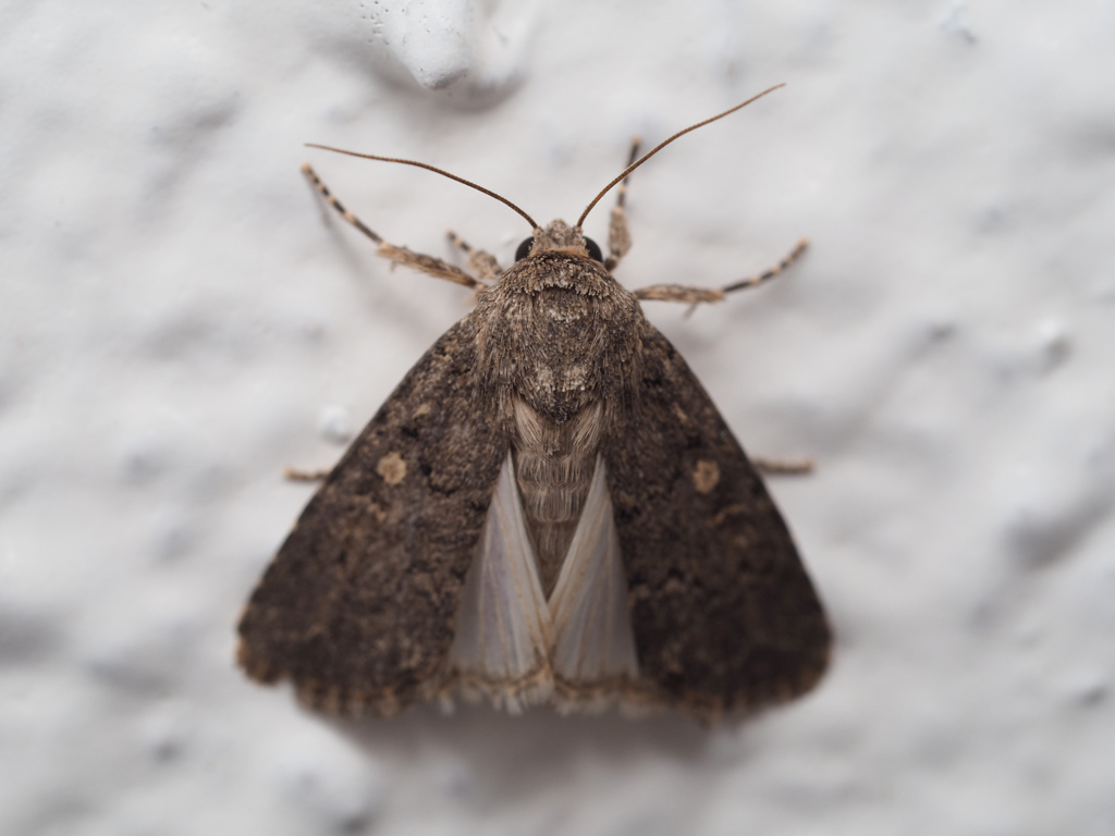 クシナシスジキリヨトウ