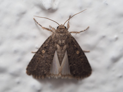 クシナシスジキリヨトウ