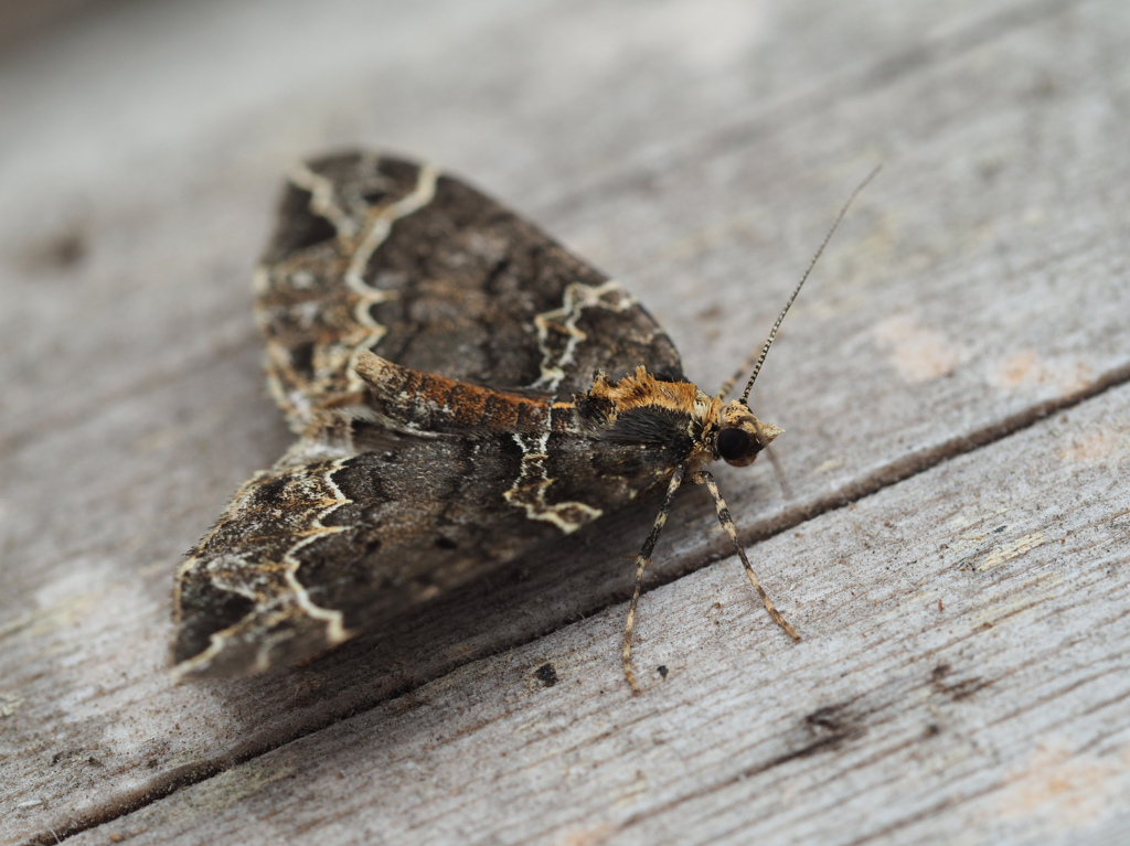 オオハガタナミシャク