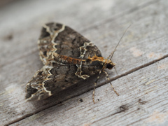 オオハガタナミシャク