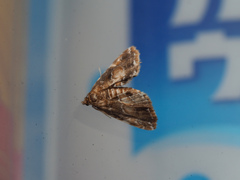 ヒメマダラミズメイガ ♀(?)