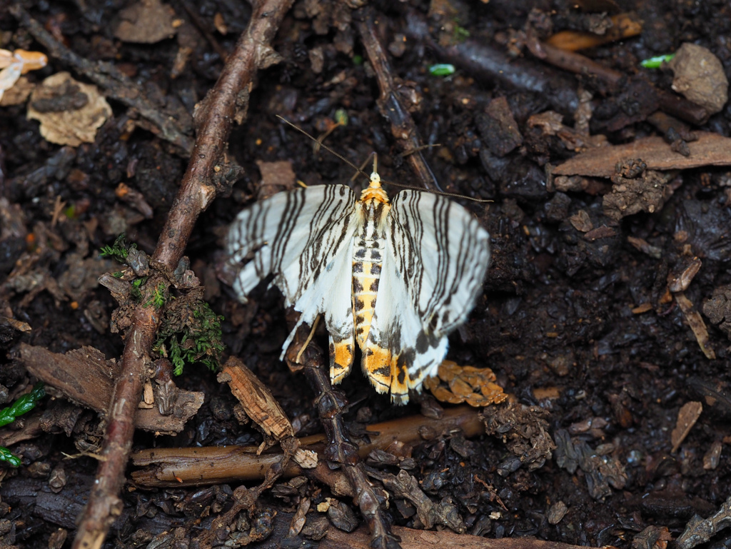 ナミガタシロナミシャク