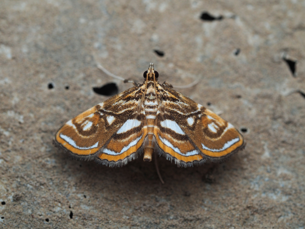 ゼニガサミズメイガ