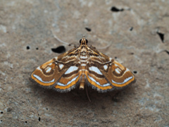 ゼニガサミズメイガ