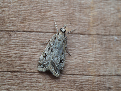 スジボソヤマメイガ?