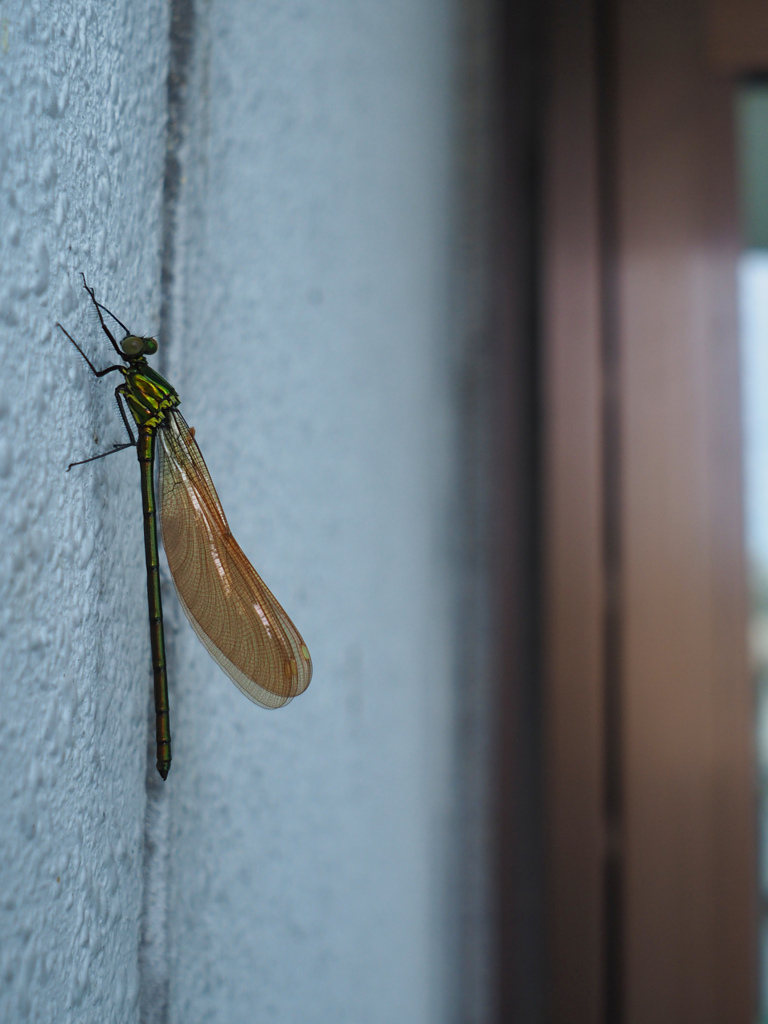 アサヒナカワトンボ 橙色翅型♂未成熟