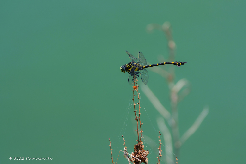 タイワンウチワヤンマ ♂