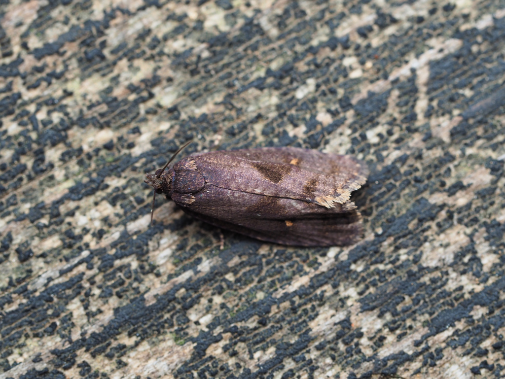 クロサンカクモンヒメハマキ