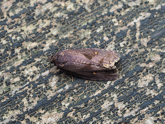 クロサンカクモンヒメハマキ