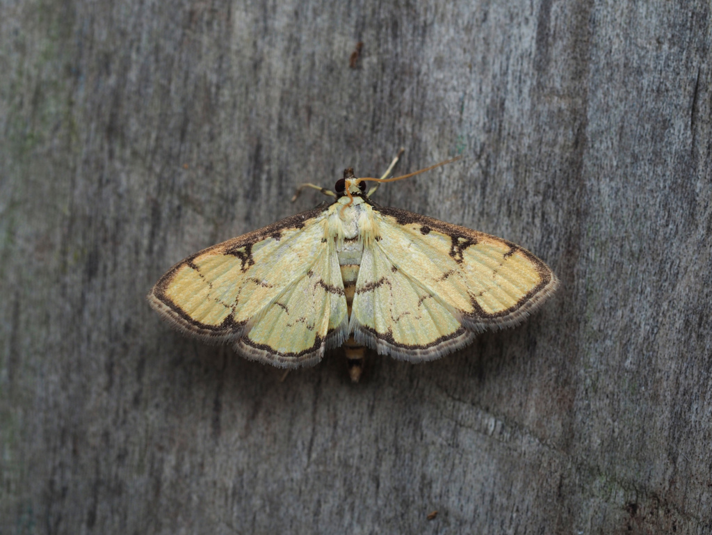 クロヘリキノメイガ