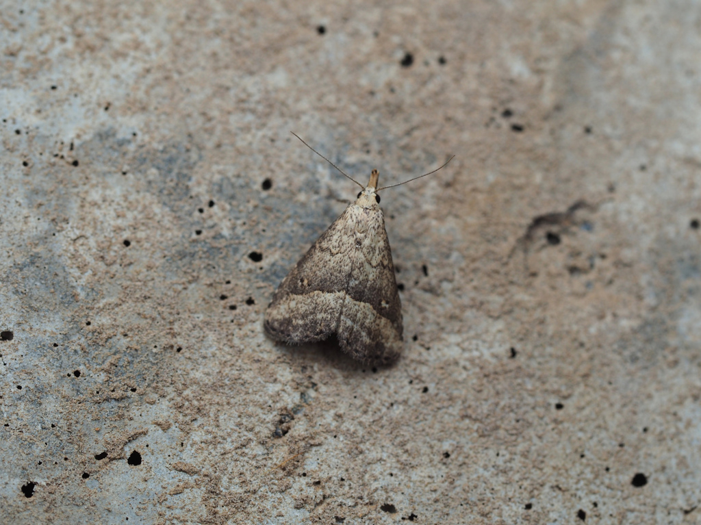 ハスオビヒメアツバ