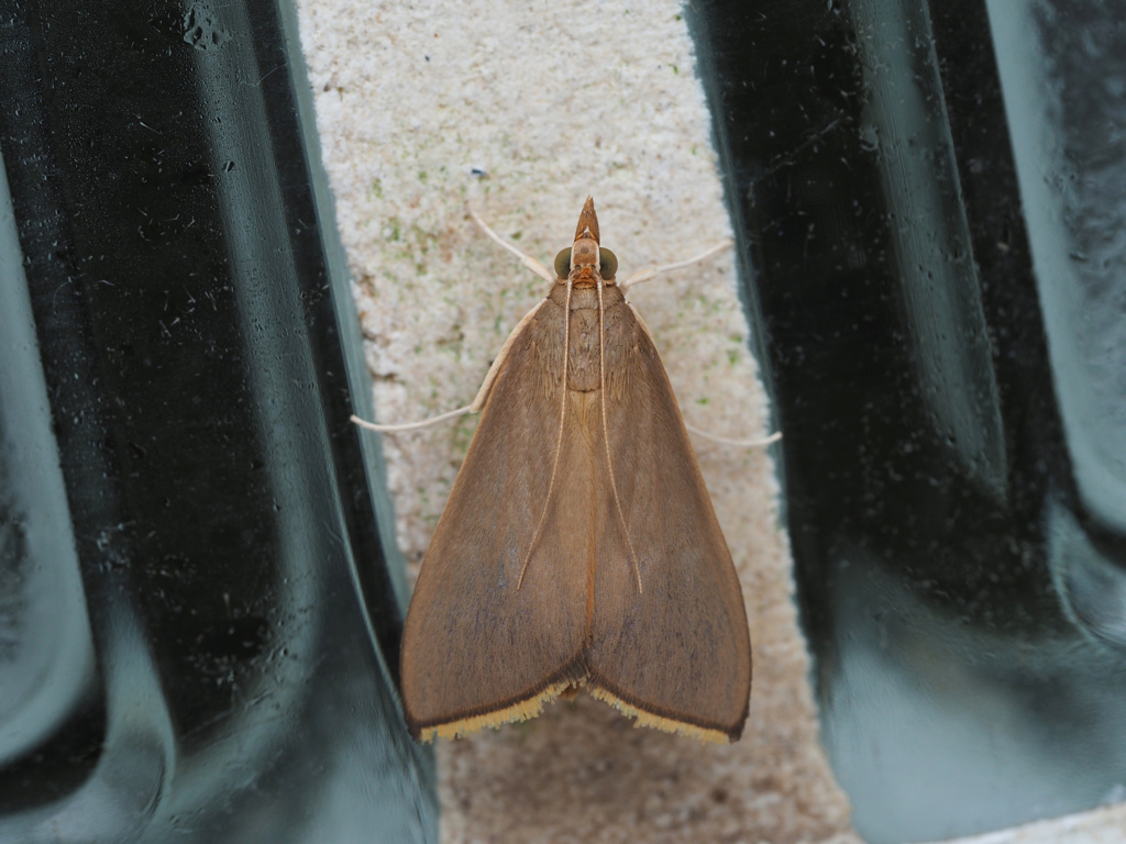 シナチクノメイガ