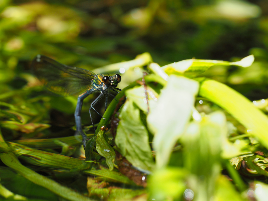 アサヒナカワトンボ ♀ 産卵