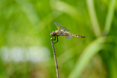 ヨツボシトンボ♂