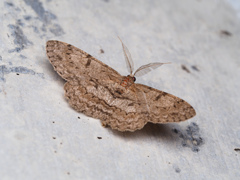 ウスバミスジエダシャク