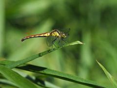 ヒメアカネ ♀