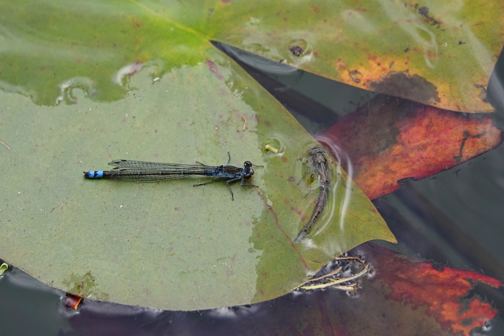 クロイトトンボ♂