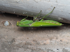 ハラビロカマキリ