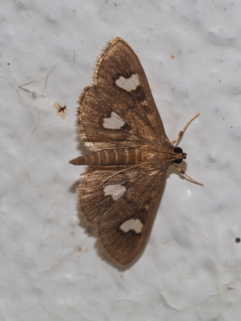 ヨツメノメイガ?