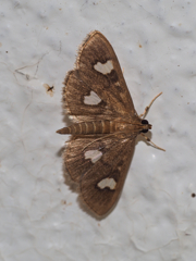 ヨツメノメイガ?