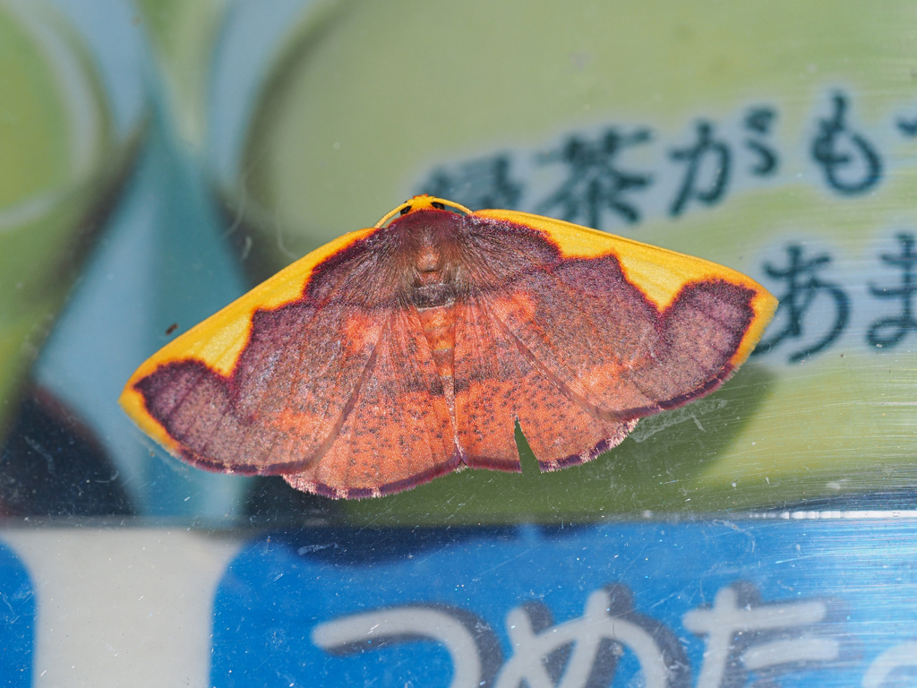 オオマエキトビエダシャク