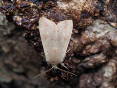 スモモキリガ(黒点消失)