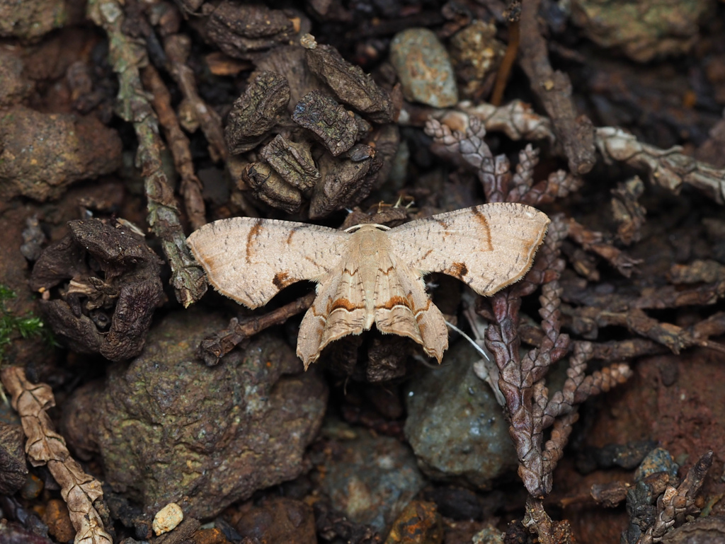 クロホシフタオ