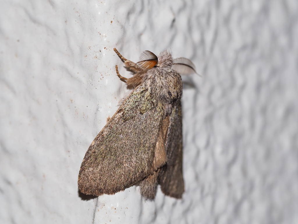 アオシャチホコ