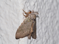 アオシャチホコ