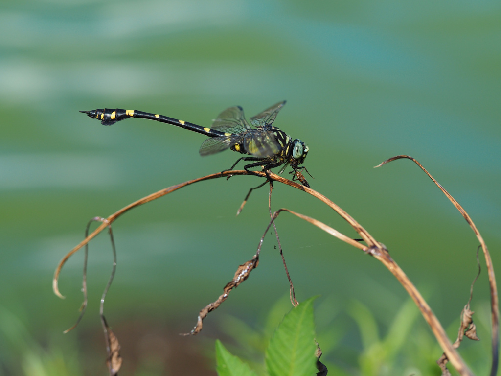 タイワンウチワヤンマ ♂摂食