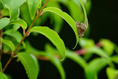 ハングロアツバ?