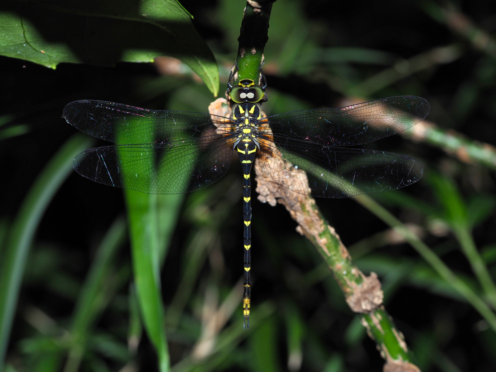 ミルンヤンマ ♀