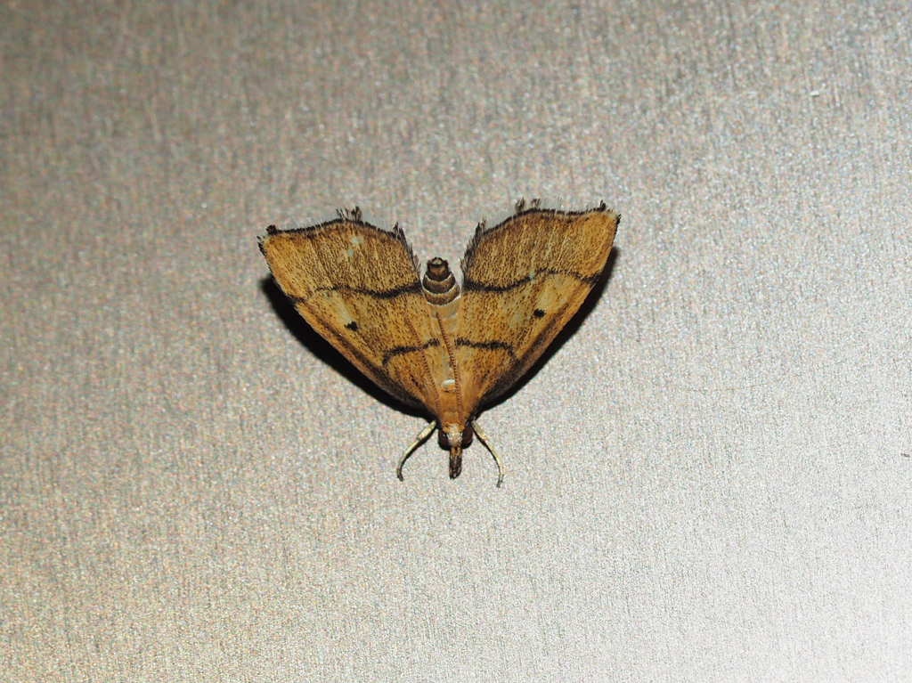 クロスジキノメイガ