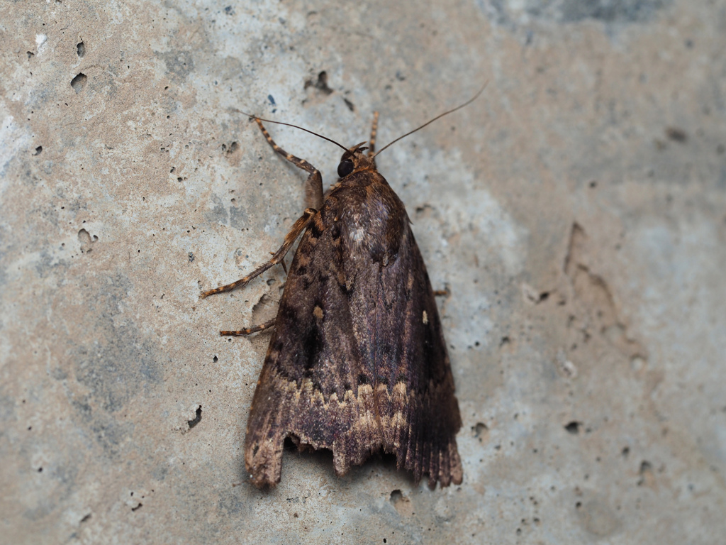 ナンカイカラスヨトウ