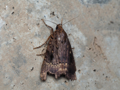 ナンカイカラスヨトウ