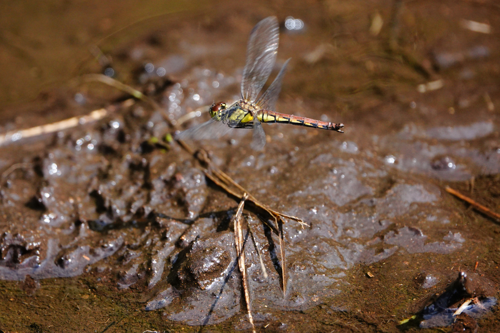 ヒメアカネ ♀単独産卵