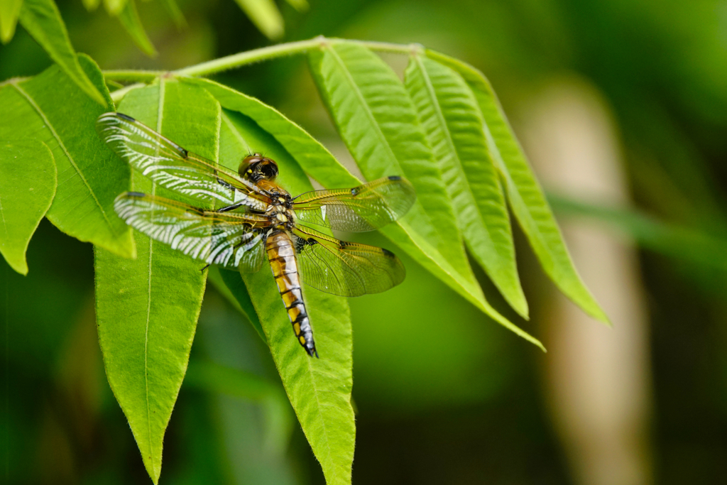 ヨツボシトンボ 未成熟♀