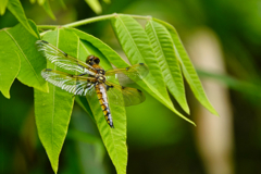 ヨツボシトンボ 未成熟♀