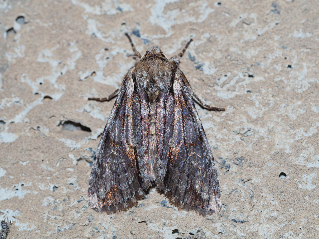 ケンモンキリガ