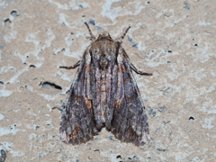 ケンモンキリガ