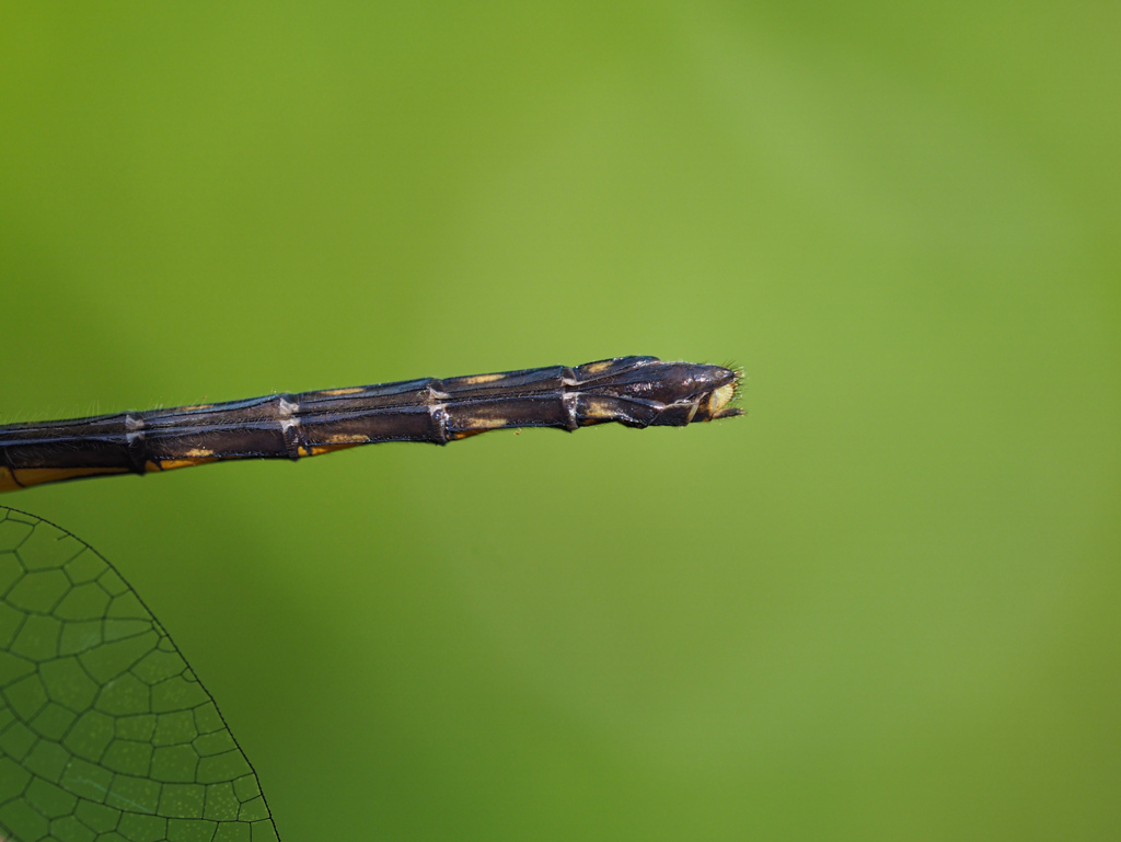 ヒメアカネ ♀産卵弁