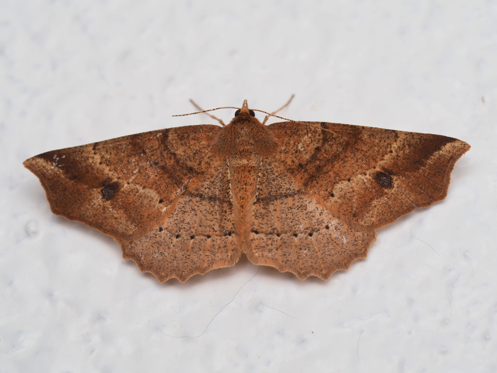 モンシロツマキリエダシャク