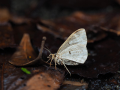 オオハガタナミシャク