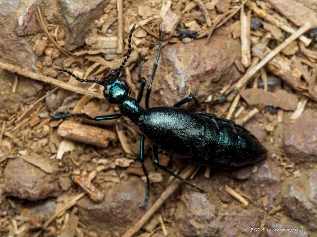 ヒメツチハンミョウ ♀