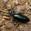 ヒメツチハンミョウ ♀